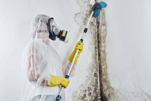Trusted East Ridge, TN Mold Removal Experts
