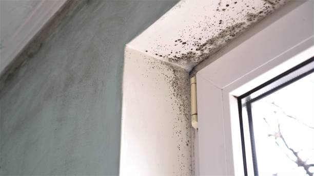 Best Crawl Space Mold Removal  in East Ridge, TN