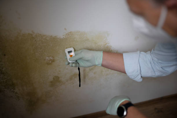 Best Attic Mold Removal  in East Ridge, TN