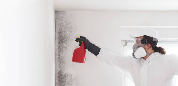Best Commercial Mold Removal  in East Ridge, TN